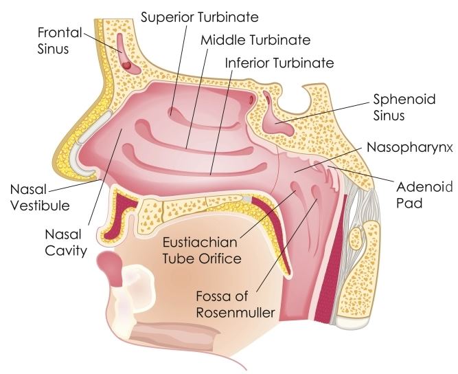 nasal vault anatomy